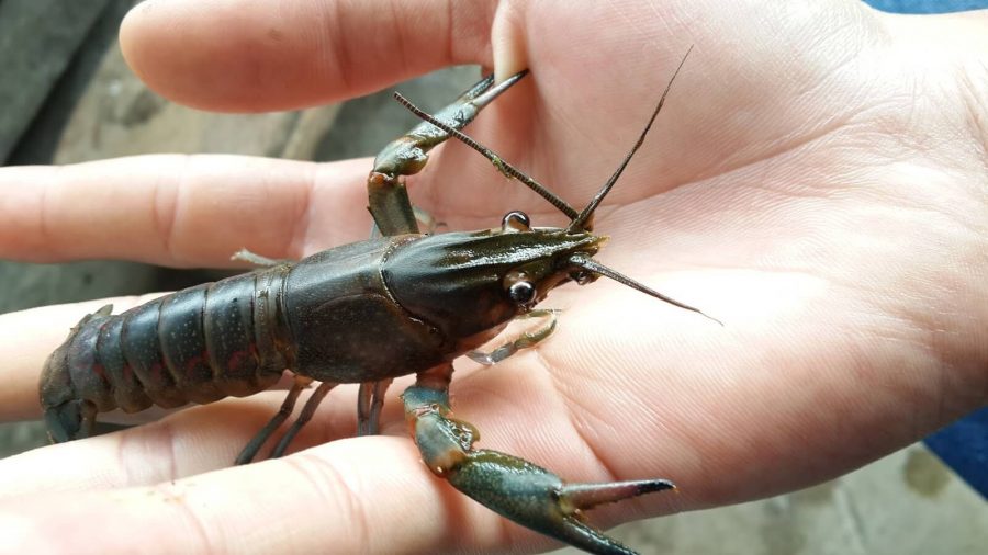 Jual bibit Lobster Air Tawar
