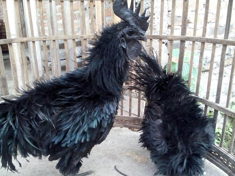 jual ayam cemani