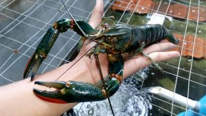 jual lobster air tawar