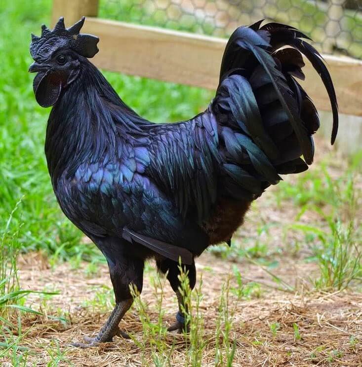 jual Ayam cemani