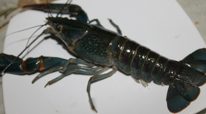 Jual lobster air tawar