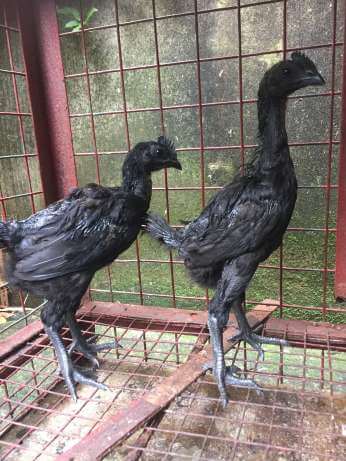 Jual ayam cemani 2 bulan