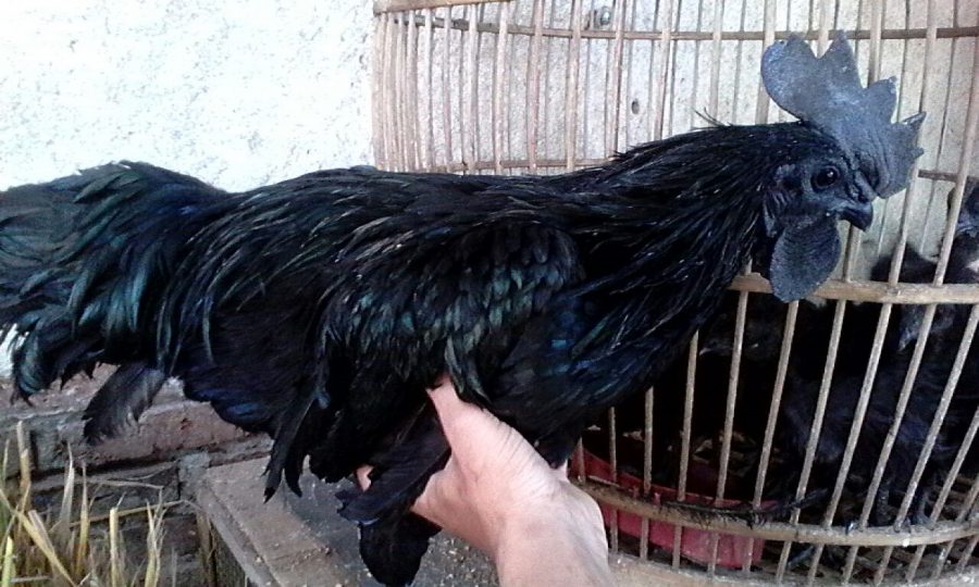 Jaul ayam cemani asli jenis lidah abu-abu