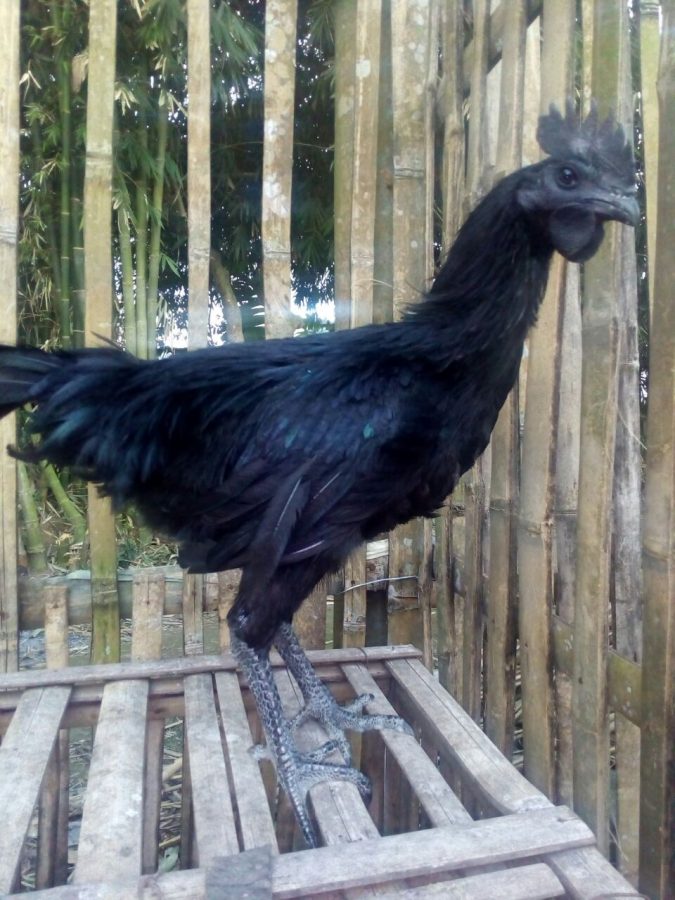 Juakl ayam cemani lidah abu-abu dewasa