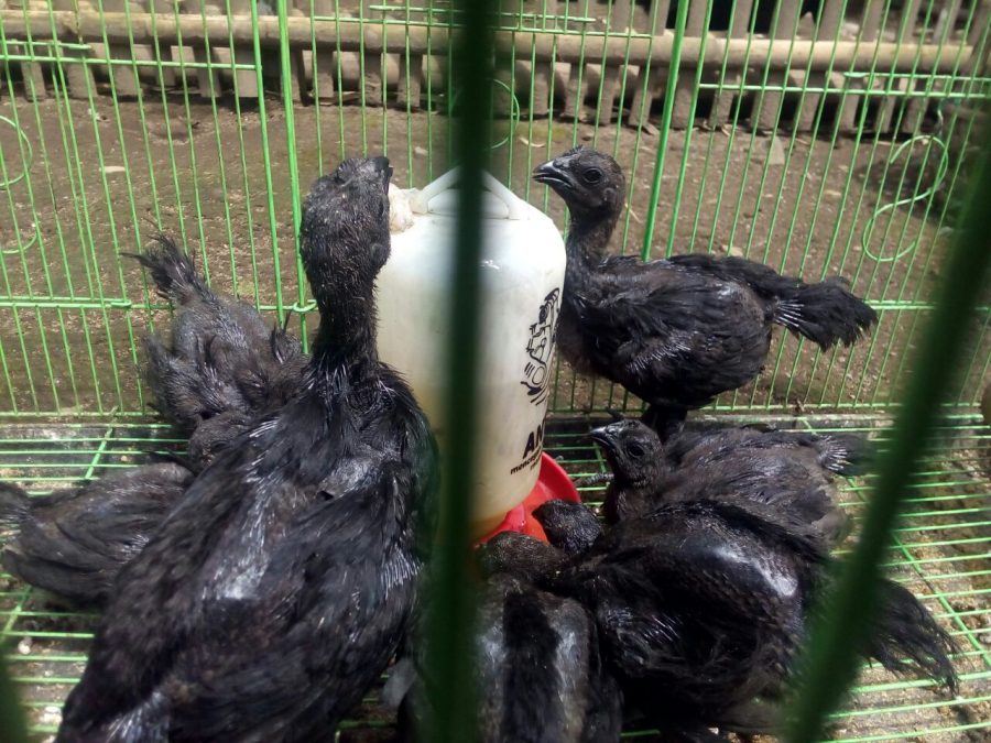 Jual ayam cemani lidah abu-abu