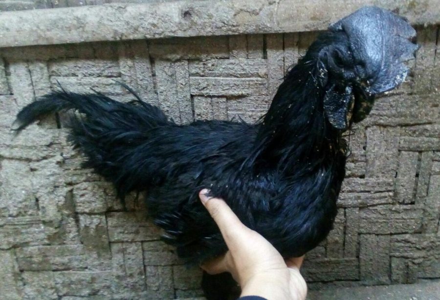 ayam cemani dewasa 085607598006