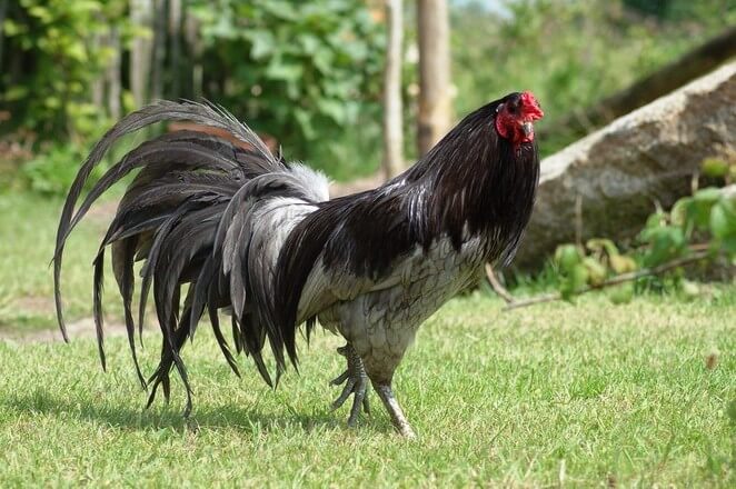 Ayam Hias Sumatera